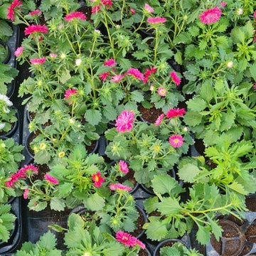 Aster 25 Plants